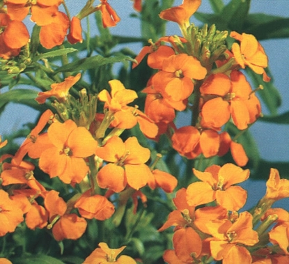 Picture of Cheiranthus - Allionii